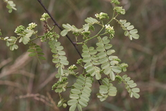 Dalbergia horrida